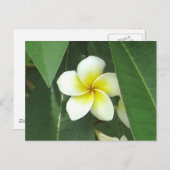 Plumeria Extreme Postkarte (Vorne/Hinten)