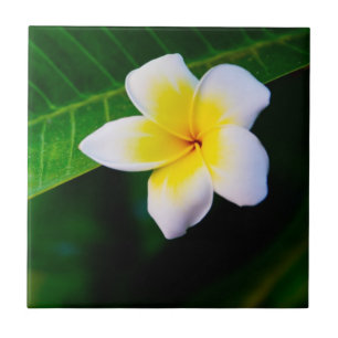 Plumeria Fliese