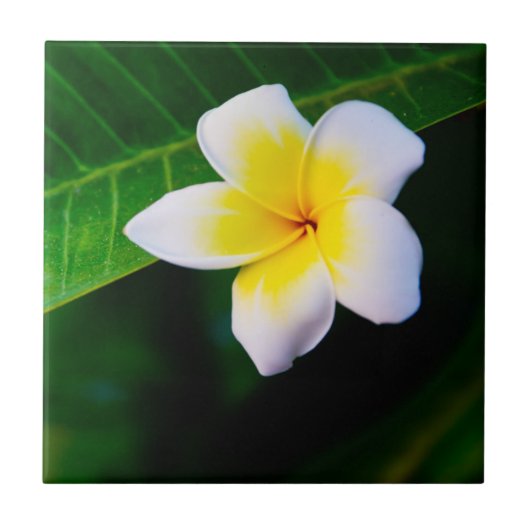 Plumeria Fliese (Vorderseite)