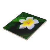 Plumeria Fliese (Seite)