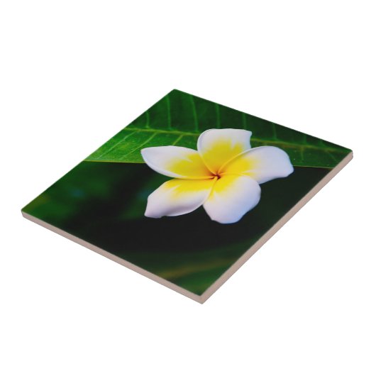 Plumeria Fliese (Seite)