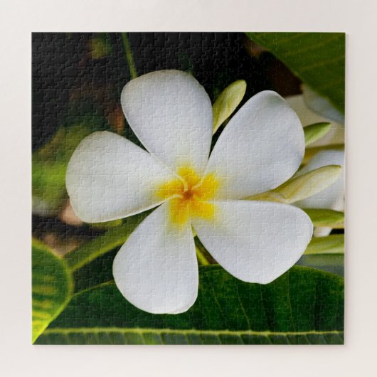 Plumeria Flower mit Blätter Puzzle (Horizontal)