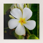 Plumeria Flower mit Blätter Puzzle (Vertikal)