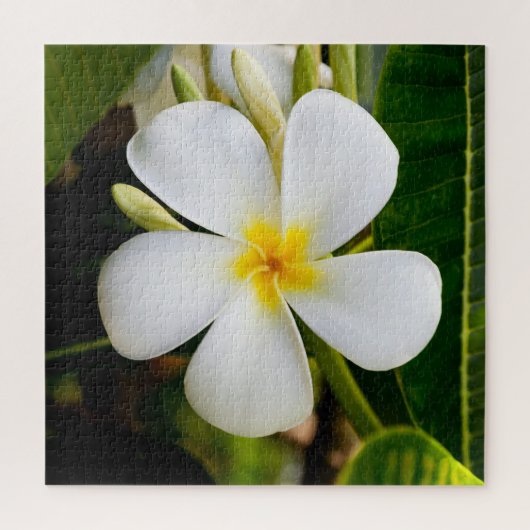 Plumeria Flower mit Blätter Puzzle (Vertikal)