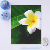 Plumeria Flyer (Einzeln)