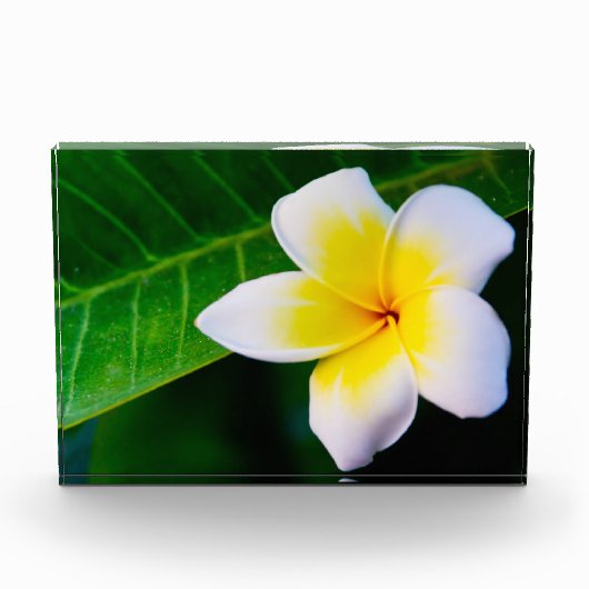 Plumeria Fotoblock (Vorderseite)