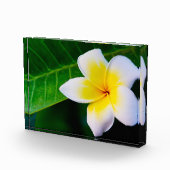 Plumeria Fotoblock (Rechts)