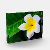 Plumeria Fotoblock (Links)