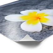 Plumeria Fotodruck (Ecke)