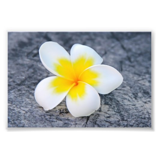 Plumeria Fotodruck (Vorne)