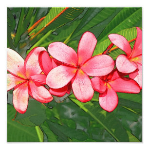 Plumeria Fotodruck