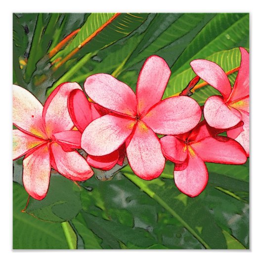 Plumeria Fotodruck (Vorne)