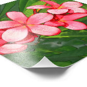 Plumeria Fotodruck (Ecke)