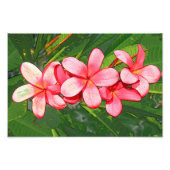 Plumeria Fotodruck (Vorne)