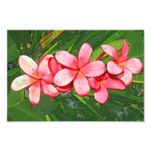 Plumeria Fotodruck