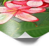 Plumeria Fotodruck (Ecke)