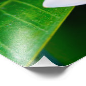 Plumeria Fotodruck (Ecke)