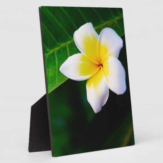 Plumeria Fotoplatte (Seite)