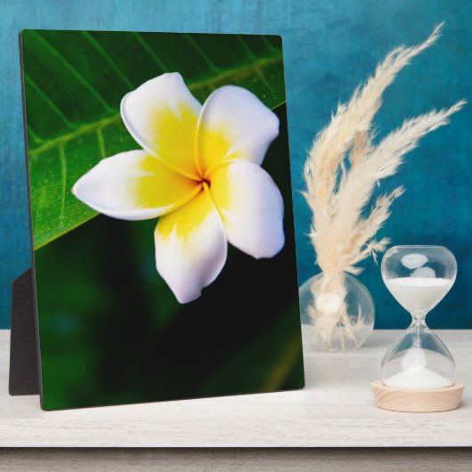 Plumeria Fotoplatte (Seite)