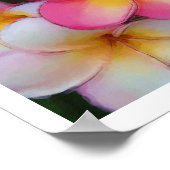 Plumeria Frangipani Blume Wasserfarben Sketch Poster (Ecke)