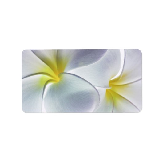 Plumeria Frangipani Hawaii Blume Maßgeschneiderte  Adressaufkleber (Vorne)