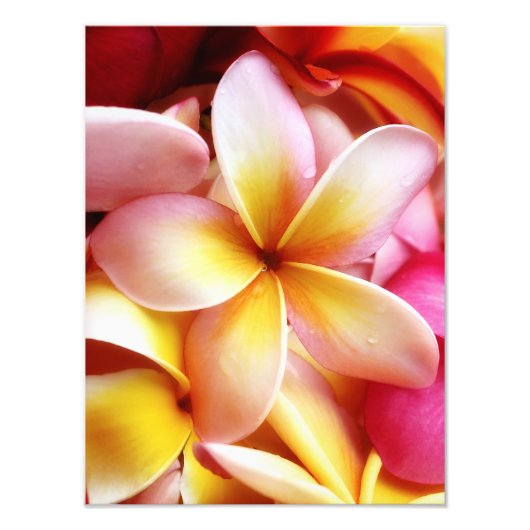 Plumeria Frangipani Hawaii Blume Maßgeschneiderte  Fotodruck (Vorne)