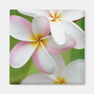 Plumeria Frangipani Hawaii Blume Maßgeschneiderte Magnet