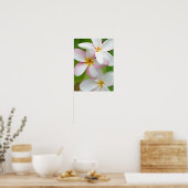 Plumeria Frangipani Hawaii Blume Maßgeschneiderte  Poster (Küche)