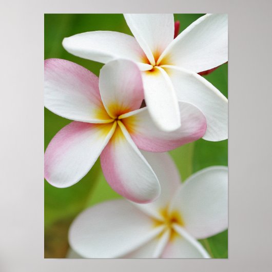 Plumeria Frangipani Hawaii Blume Maßgeschneiderte  Poster (Vorne)