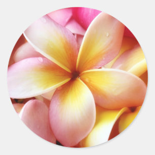 Plumeria Frangipani Hawaii Blume Maßgeschneiderte Runder Aufkleber