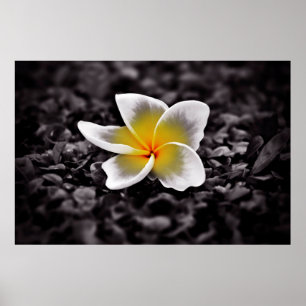 Plumeria Frangipani Hawaii Blume Poster