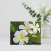 Plumeria Frangipani Hawaii Postkarte (Stehend Vorderseite)