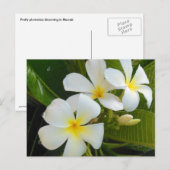 Plumeria Frangipani Hawaii Postkarte (Vorne/Hinten)