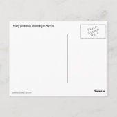 Plumeria Frangipani Hawaii Postkarte (Rückseite)