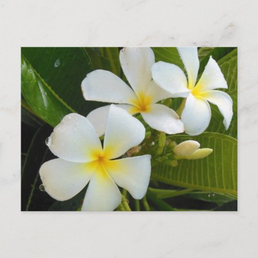 Plumeria Frangipani Hawaii Postkarte (Vorderseite)