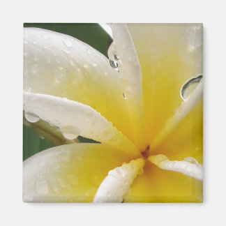 Plumeria gelb magnet