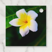 Plumeria Geschenkanhänger (Rückseite)