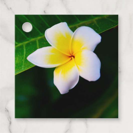 Plumeria Geschenkanhänger (Vorderseite)