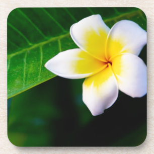 Plumeria Getränkeuntersetzer