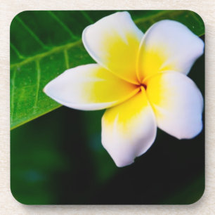 Plumeria Getränkeuntersetzer