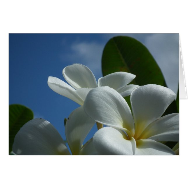 Plumeria Gift Card (Vorderseite (Horizontal))