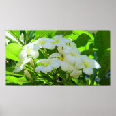 Plumeria Greeting Morning Poster (Vorne)