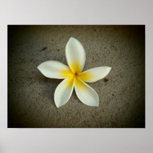 Plumeria hawaii Blume Poster