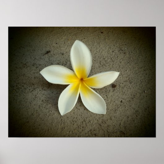 Plumeria hawaii Blume Poster (Vorne)