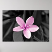 Plumeria in Bloom Poster (Vorne)