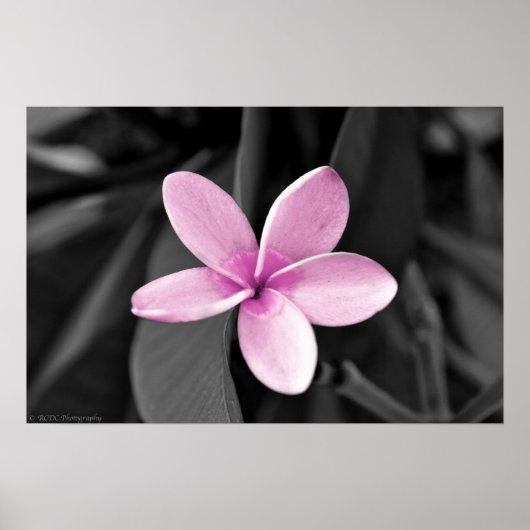 Plumeria in Bloom Poster (Vorne)