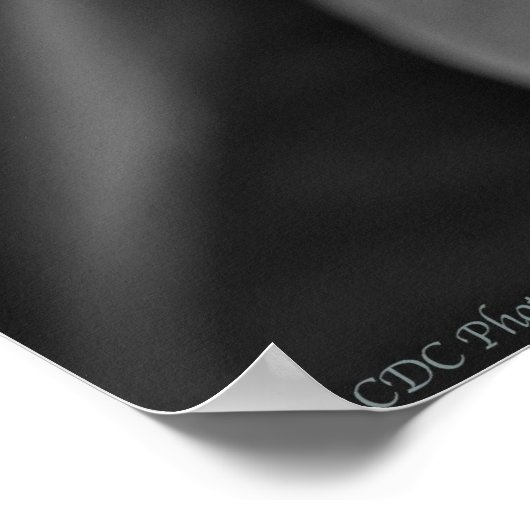 Plumeria in Bloom Poster (Ecke)