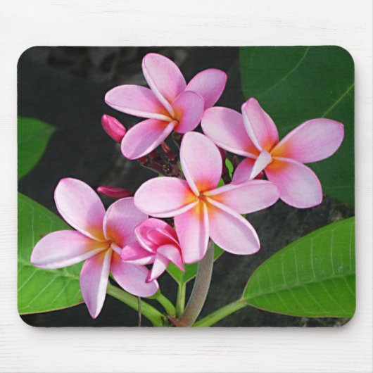 Plumeria Jungfrau Gorda am bitteres Mousepad (Vorne)