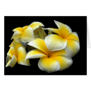 Plumeria-Karte