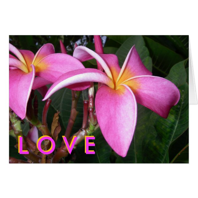 Plumeria L O V E (Vorderseite (Horizontal))